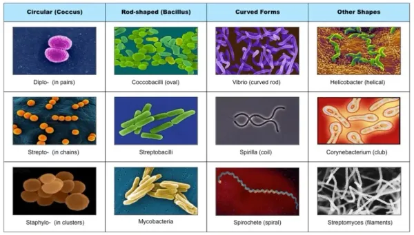 Deep learning for microorganism image classification guide