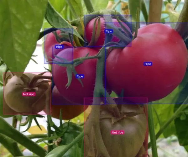 Smart agriculture use cases with Vision AI and data labeling